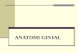 Anatomi Ginjal (Forensik)
