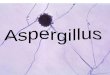 Aspergillus é um gênero de cerca de 200