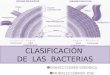 Pared Bacteriana Clasificacion[1] Seminario Farmaco