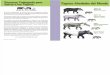 Tapir Specialist Group Brochure Español