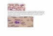 Granulocitos segmentados neutrofilos