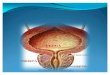 Anatomia de La Prostata