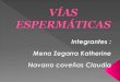 Vías Espermáticas...diapositivas pdf
