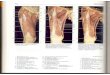 Rochen J.W. Yokochi C. - Anatomia człowieka. Atlas fotograficzny 11 - Kończyna dolna