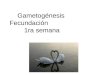 gametogenesis y fecundación