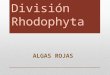 División Rhodophyta