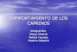 COMPORTAMIENTO CAPRINO.pdf