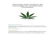 58292539 Tecnicas Para Cultivo de Cannabis Em Ambientes Fechados