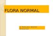 Flora Normal Blok 2 2 (1)