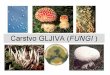 Gljive - Fungi