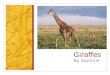 Sammie giraffes