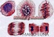 Mitosis and meiosis mario