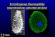 Tetrahymena genome project update 2004 by Jonathan Eisen