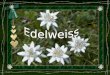Edelweiss en