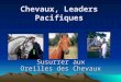 Chevaux, Leaders Pacifiques: EquiEvolution, Thérapies, Coaching, Psychothérapies, Enseignement, Guidés par la Sagesse des Chevaux