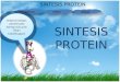 Sintesis protein