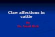 Claw affection presented by dr. awad rizk