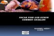 Oscar Fish and Other Common Cichlids