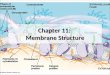11 cell bio membrane structure_post