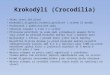 Krokodýli (crocodilia)