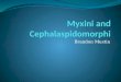 Phyla Project Myxini And Cephalaspidomorphi