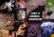Unit6 animal kingdom