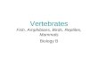 Ch. 25 to 27   vertebratesrevised