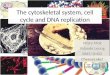The cytoskeletal system, cell cycle and dna(project)