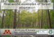 Real-World Examples of Forest Adaptation