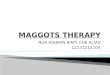 Maggots therapy