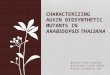 Characterizing Auxin Biosynthetic Mutants in Arabidopsis thaliana