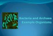 Bacteria and archaea example organisms