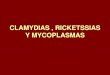 2 clamydeas , ricketssias y mycoplasmas