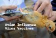 Avian Influenza Vaccination