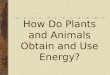 Obj 1&2 compare ways plants and animals use energy and how they are dependant