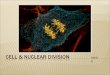 Grade 11 - Cell and Nuclear Division