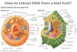 How to extract DNA from a kiwi fruit