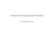 Adrenal (Suprarenal) Gland
