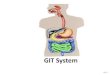 Gastrointestinal tract (GIT)