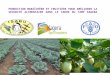 Production maraichère et fruitière pour améliorer la sécurité alimentaire