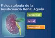 Fisiopatología de la insuficiencia renal aguda