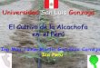 El Cultivo De La Alcachofa En El Peru