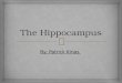 The hippocampus