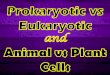 Prokaryotes and eukaryotes AND plant and animal cell