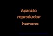Presentación Aparato Reproductor Humano