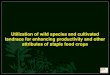 Utilization of wild species and cultivated landrace for enhancing productivity and other attributes of staple food crops