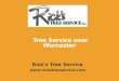 Tree Service near Worcester