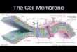 05 cell membrane (slides)