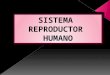 Sistema reproductor humano