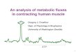 An analysis of metabolic fluxes in contracting human muscle